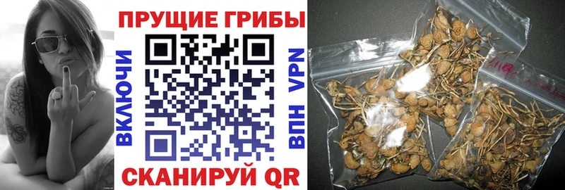 Купить закладки  Киреевск  Галлюциногенные грибы MAGIC MUSHROOMS 